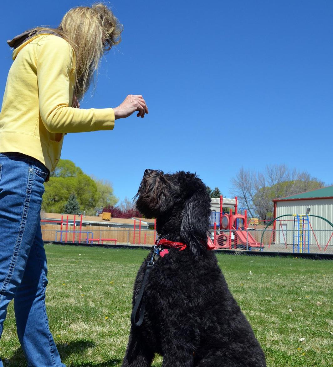 Advanced dog obedience group classes